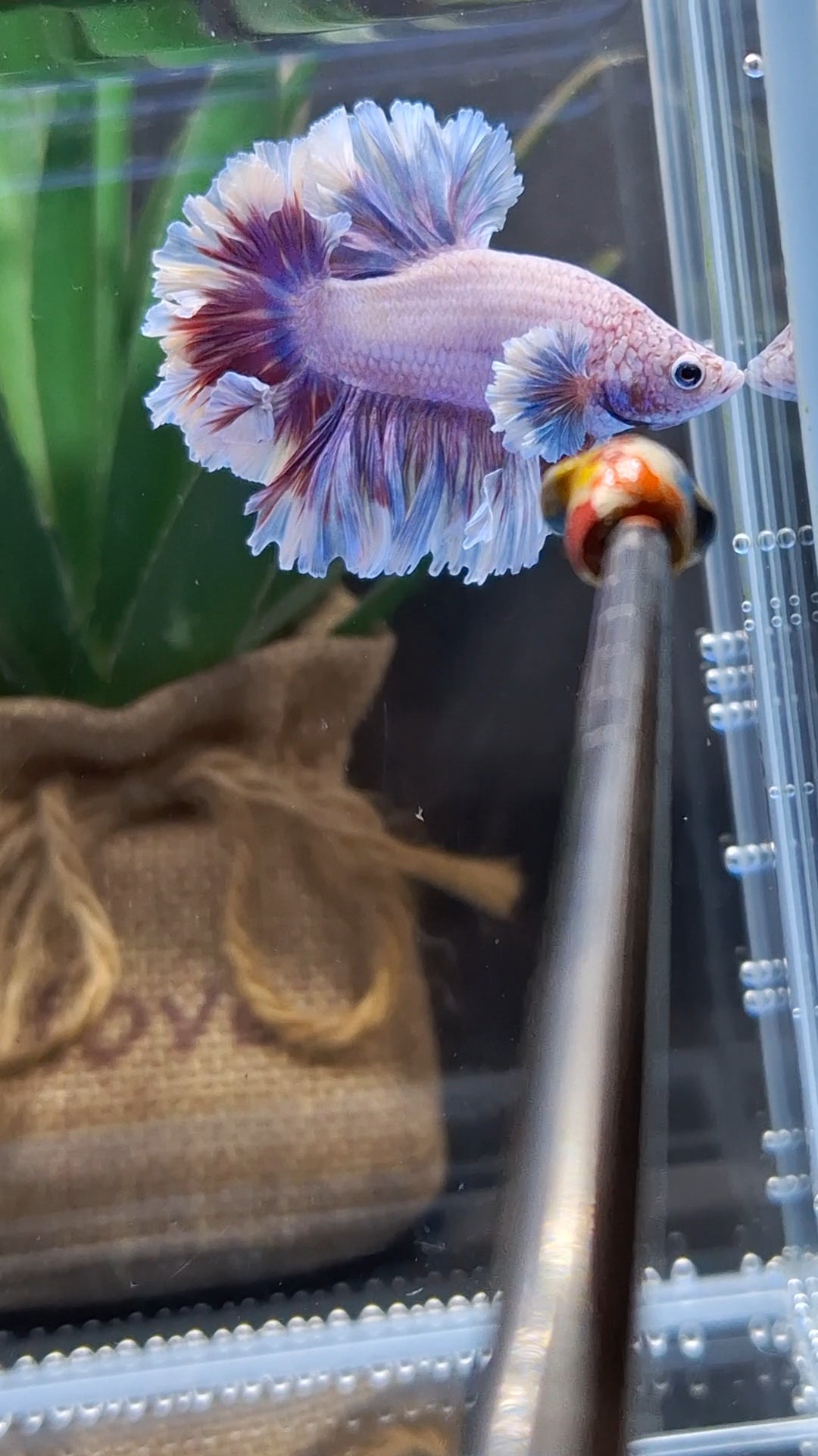 King Feathertail Dumbo Pink Purple Betta Fish Male