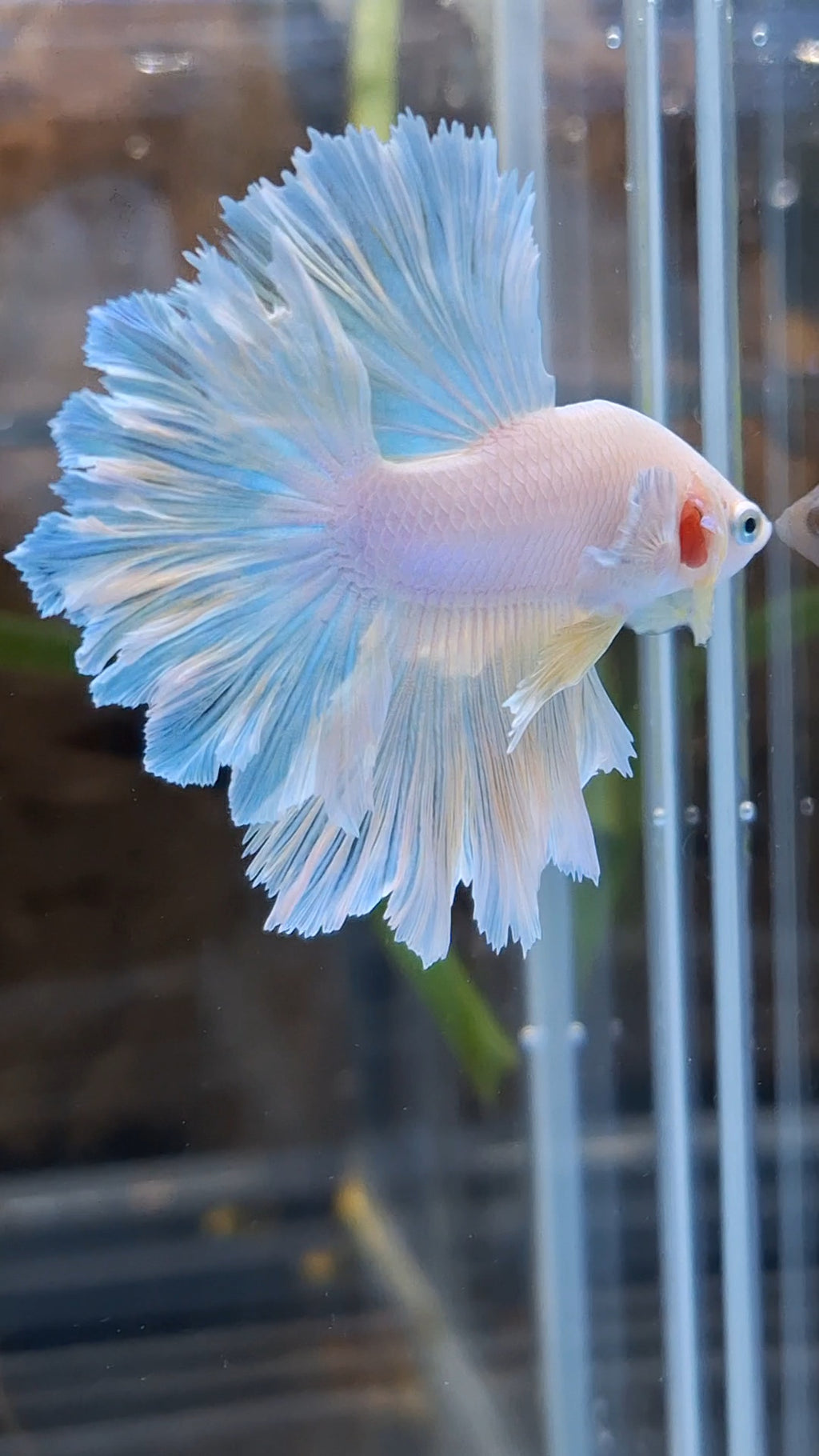 Halfmoon Feathertail Unicorn Betta Fish Male