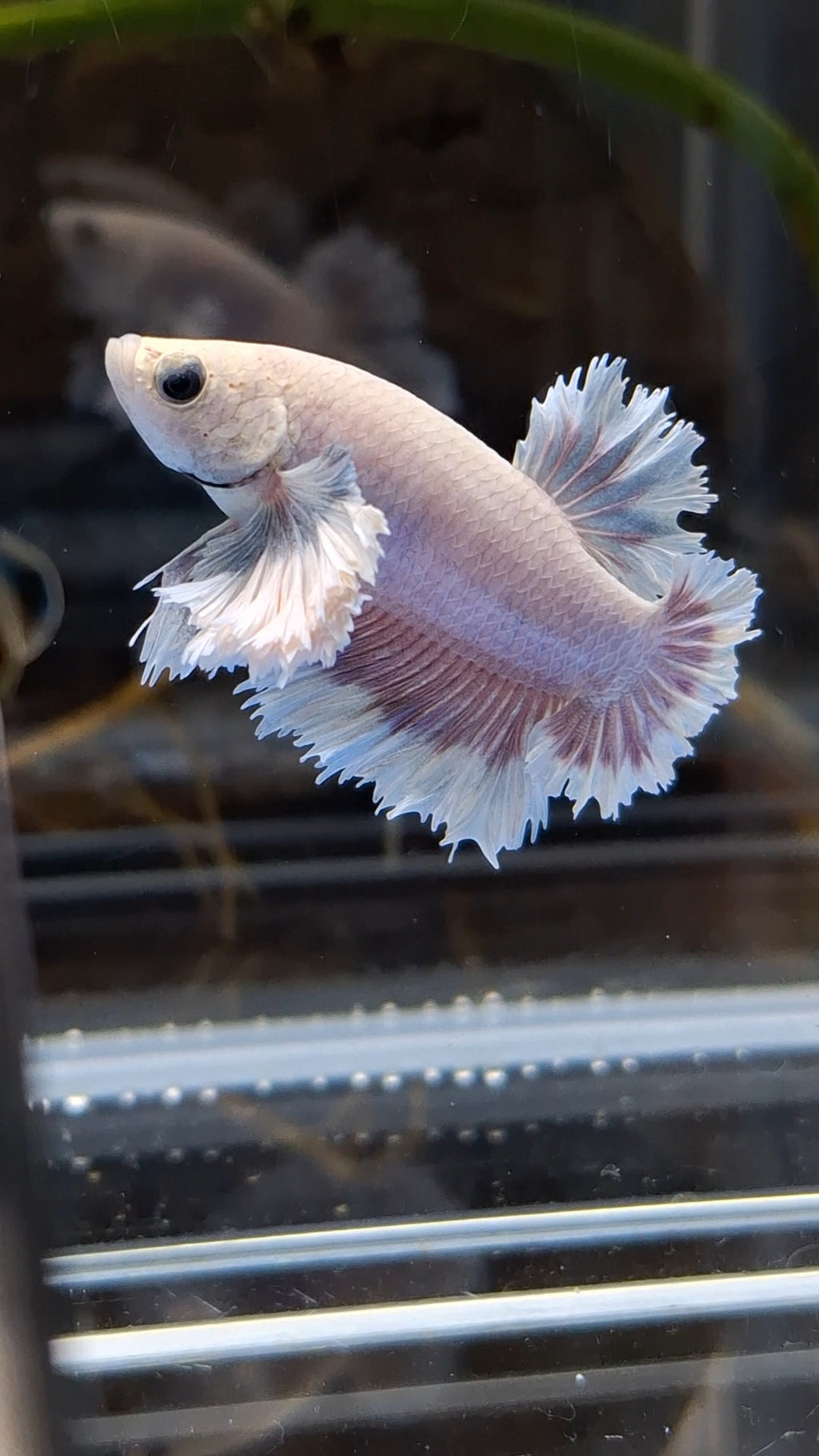 King Feathertail Rose Dumbo Ear Plakat HMPK Rare Betta Fish Male