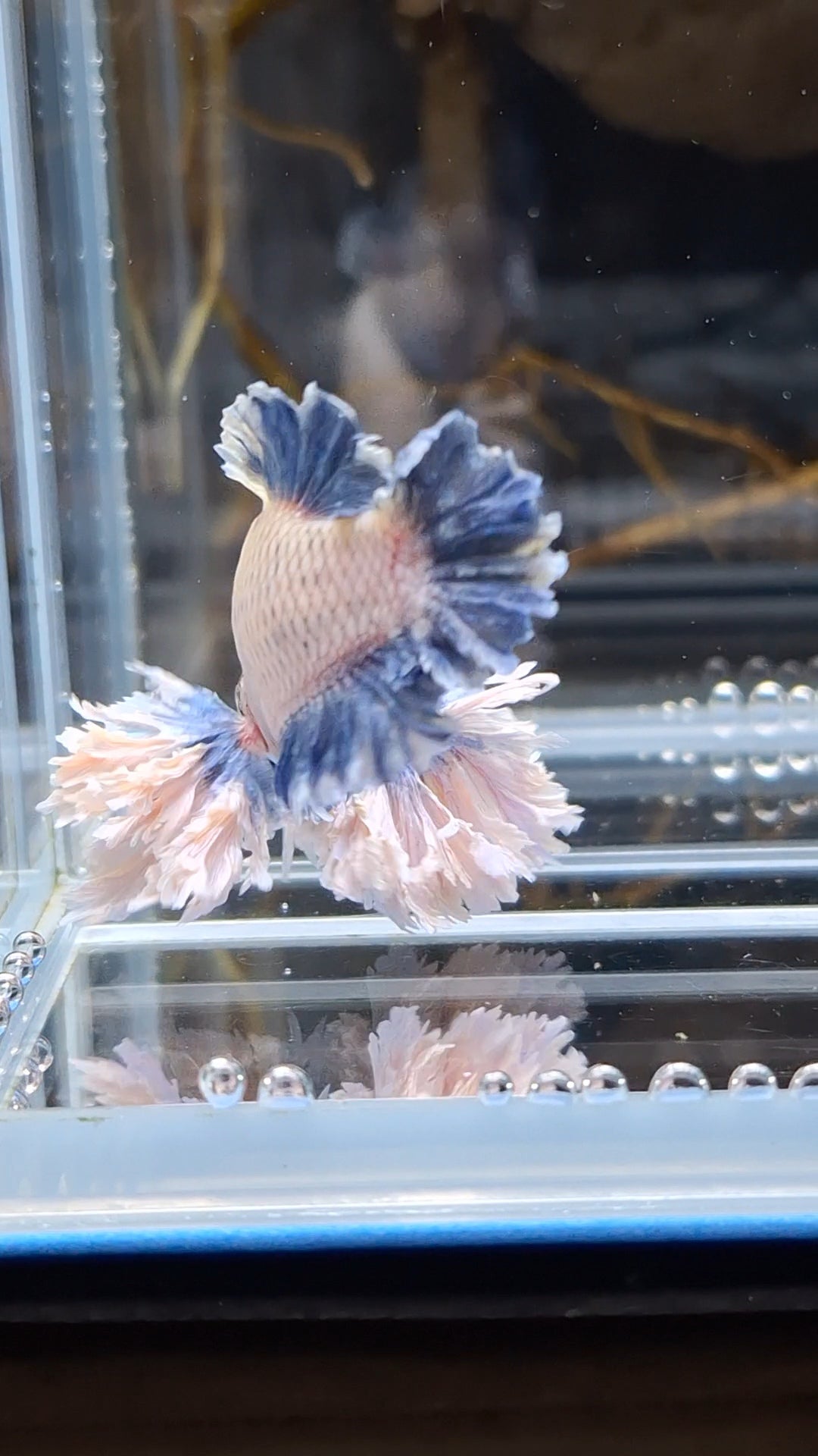 Plakat King Rose Dumbo Ear Rare Betta Fish Male