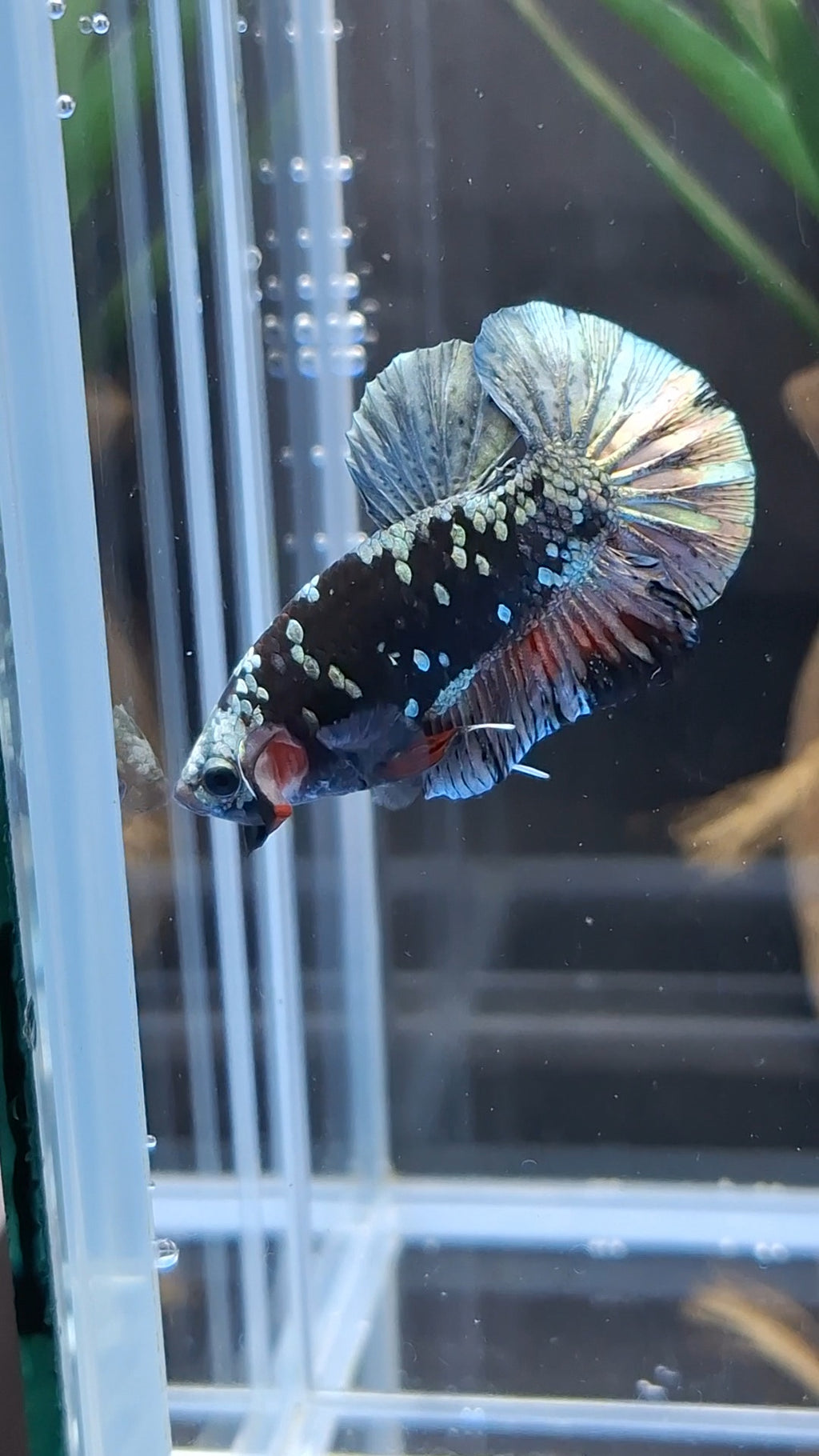 Avatar Copper Plakat HMPK Betta Fish Male