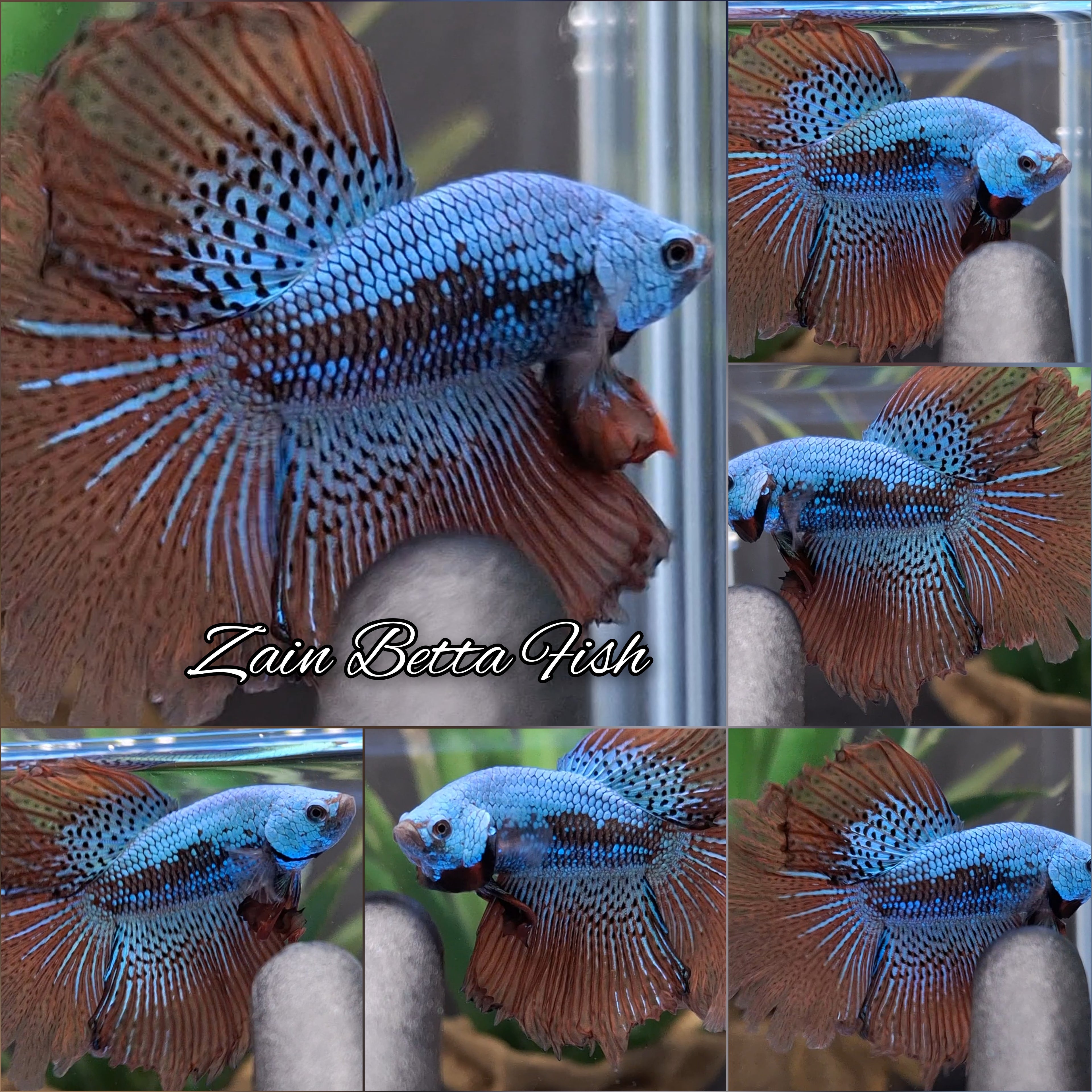 Alien Samurai Hybrid Halfmoon Rare Wild Betta Fish Male