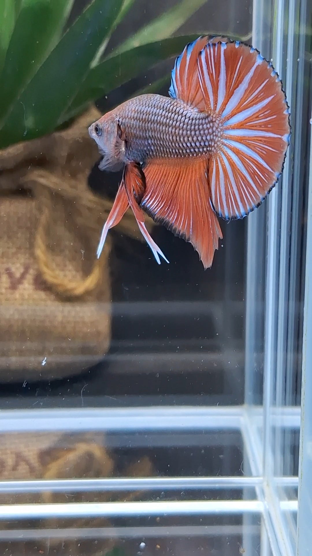 Orange Pumpkin Big Tail HMPK Betta Fish Male
