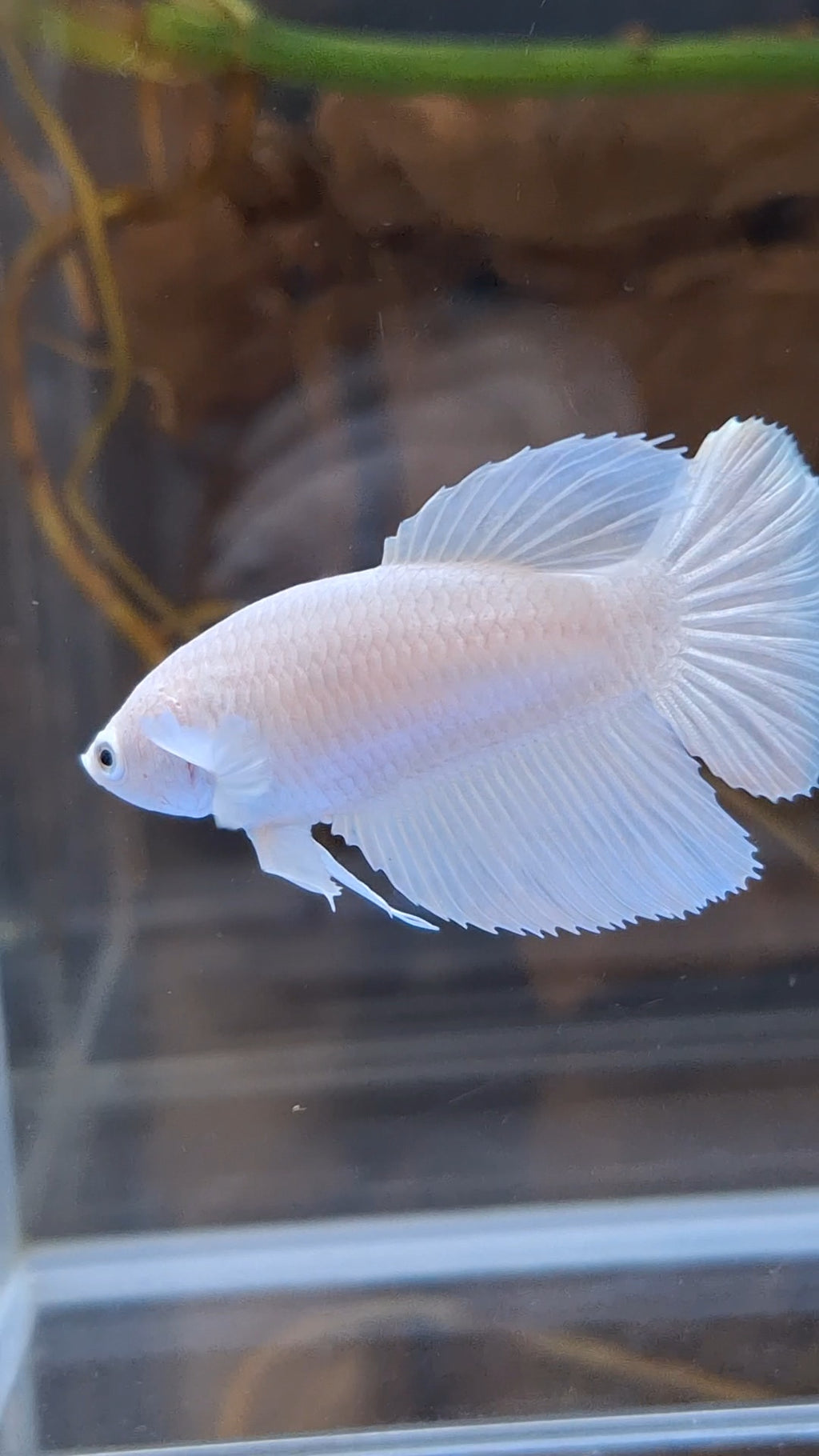 Halfmoon White Platinum Female Betta Fish For Sorority / Breed