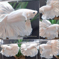 OHM White Platinum Opaque Betta Fish Male