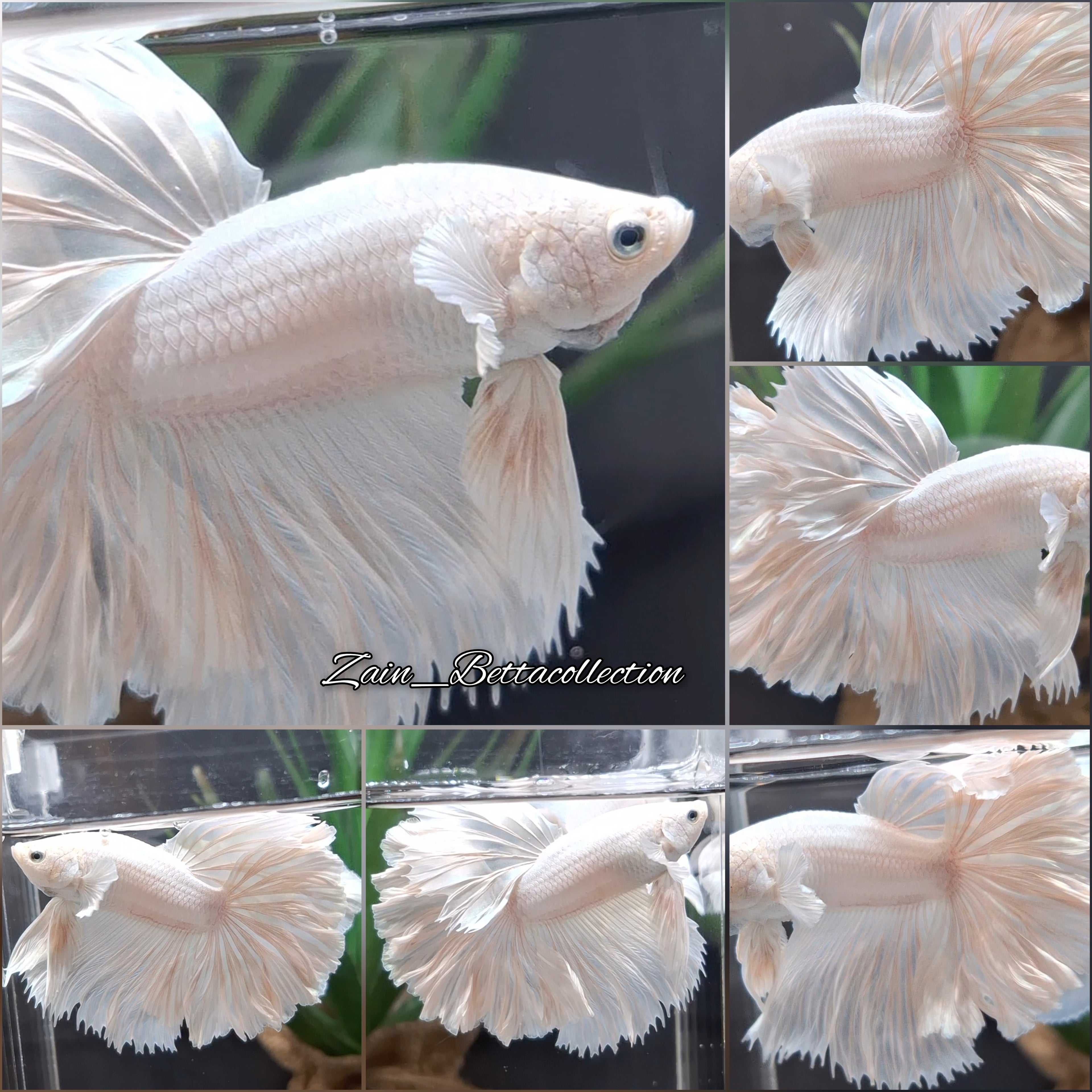 OHM White Platinum Opaque Betta Fish Male