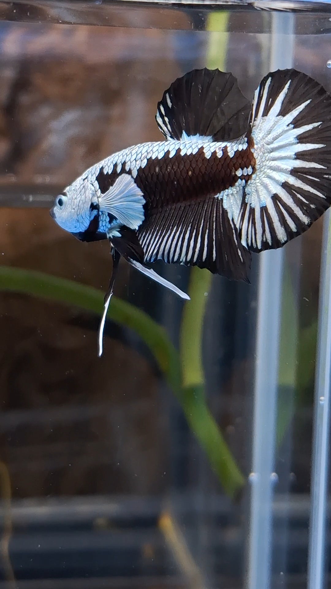 Samurai Black Mamba Snow White Ear Plakat HMPK Betta Fish Male