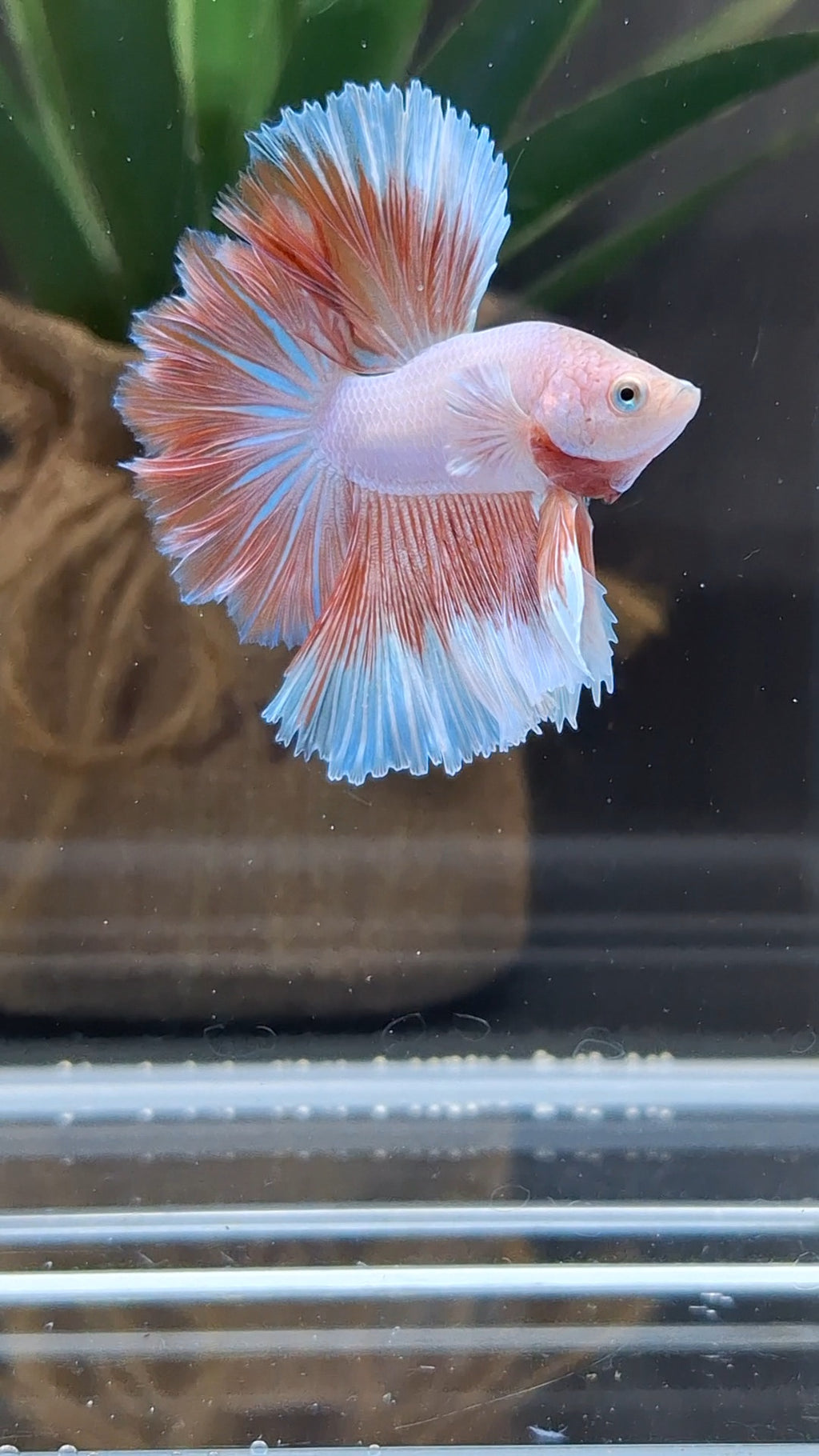 Halfmoon Feathertail Pink Aurora Betta Fish Male