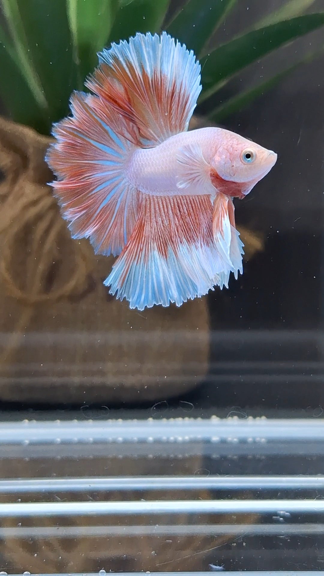 Halfmoon Feathertail Pink Aurora Betta Fish Male