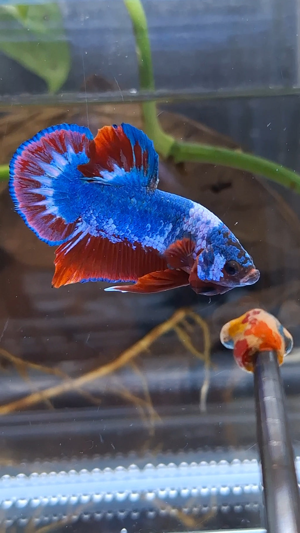 Fancy Blue WS Plakat HMPK Betta Fish Male