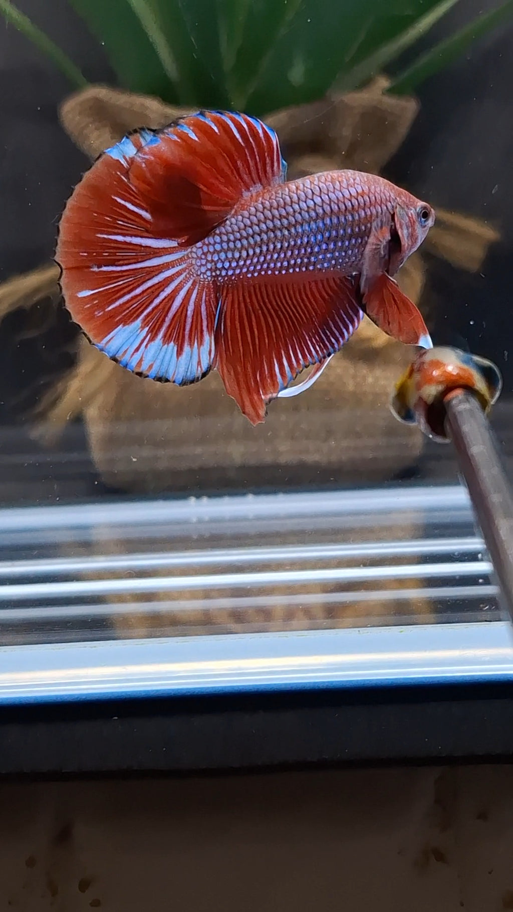 Big Tail HMPK Betta Fish Male