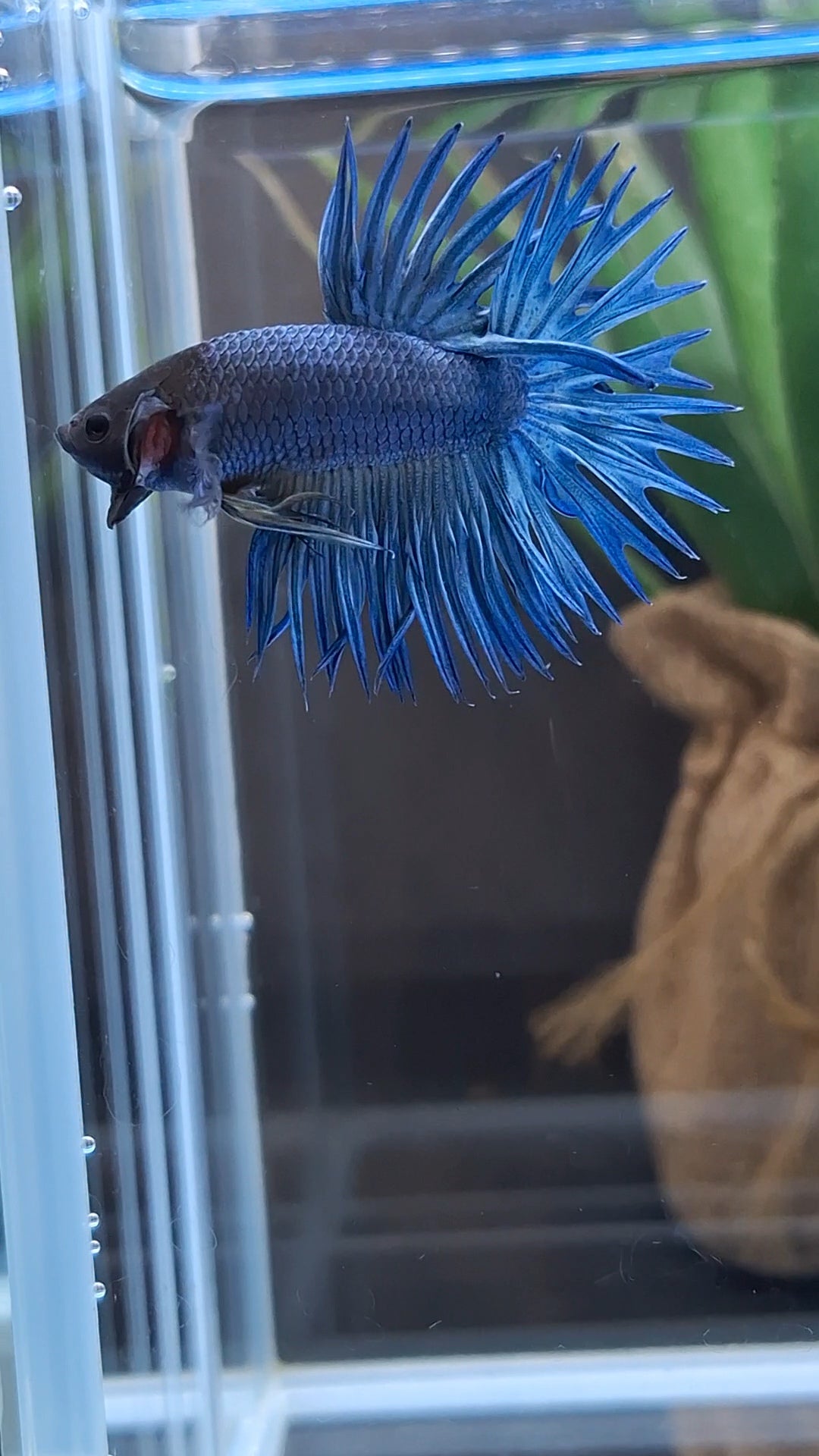 Crowntail Blue Betta Fish Male