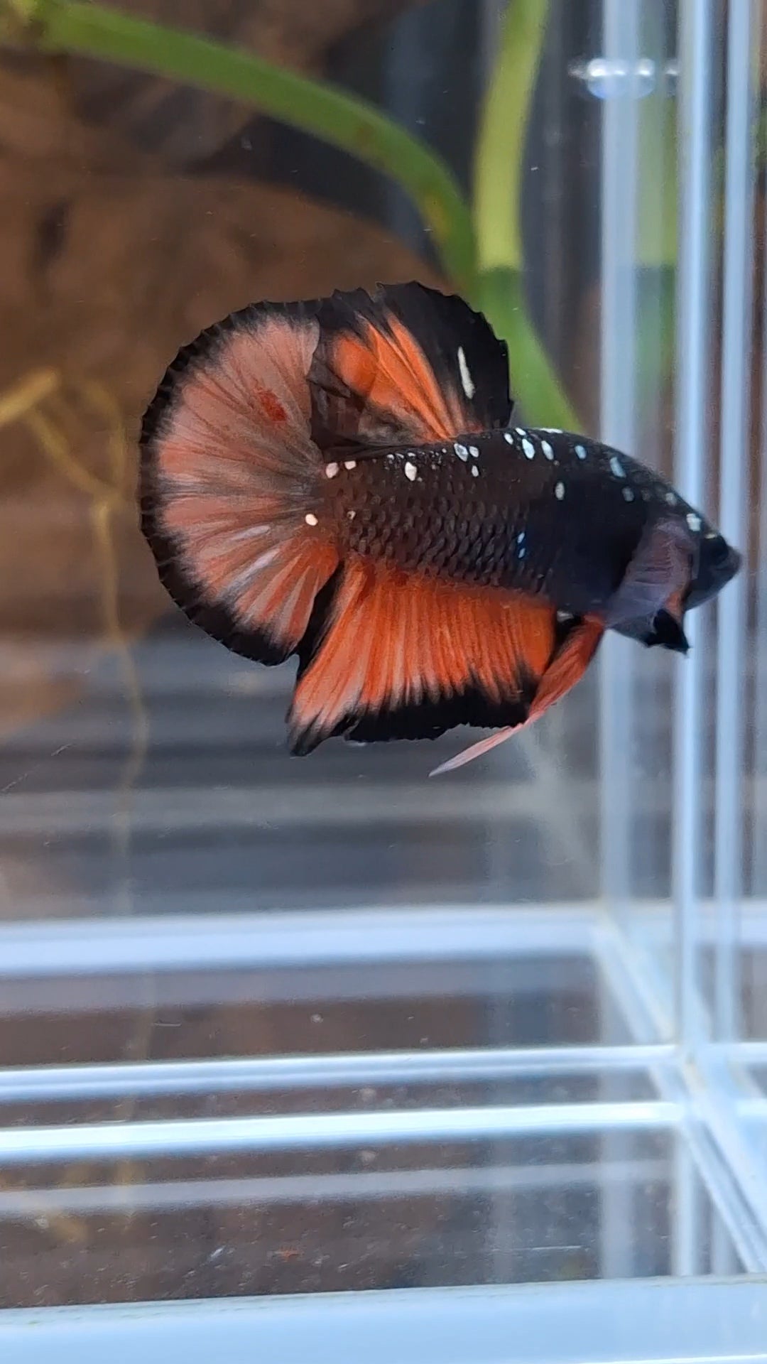 Avatar Nemo Copper Gold Black Variation Plakat HMPK Betta Fish Male