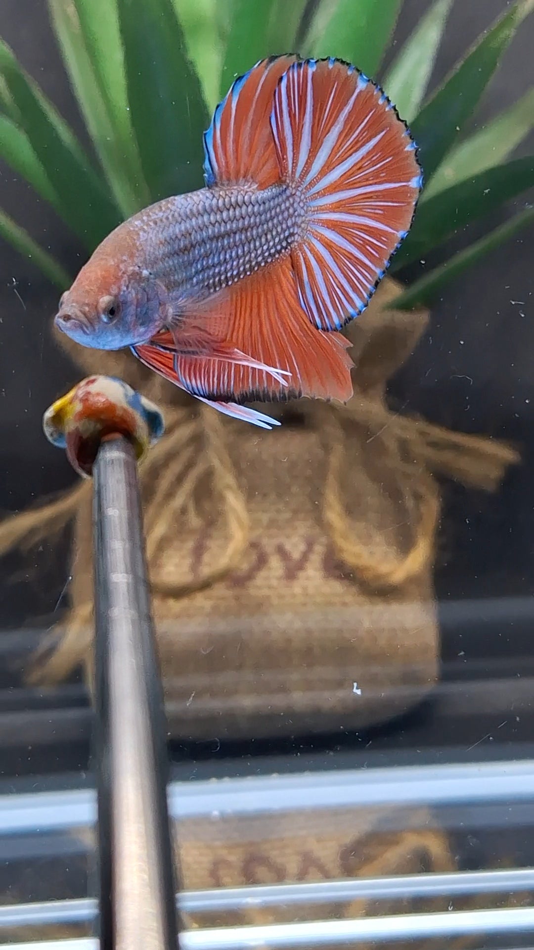 Orange Pumpkin Big Tail HMPK Betta Fish Male