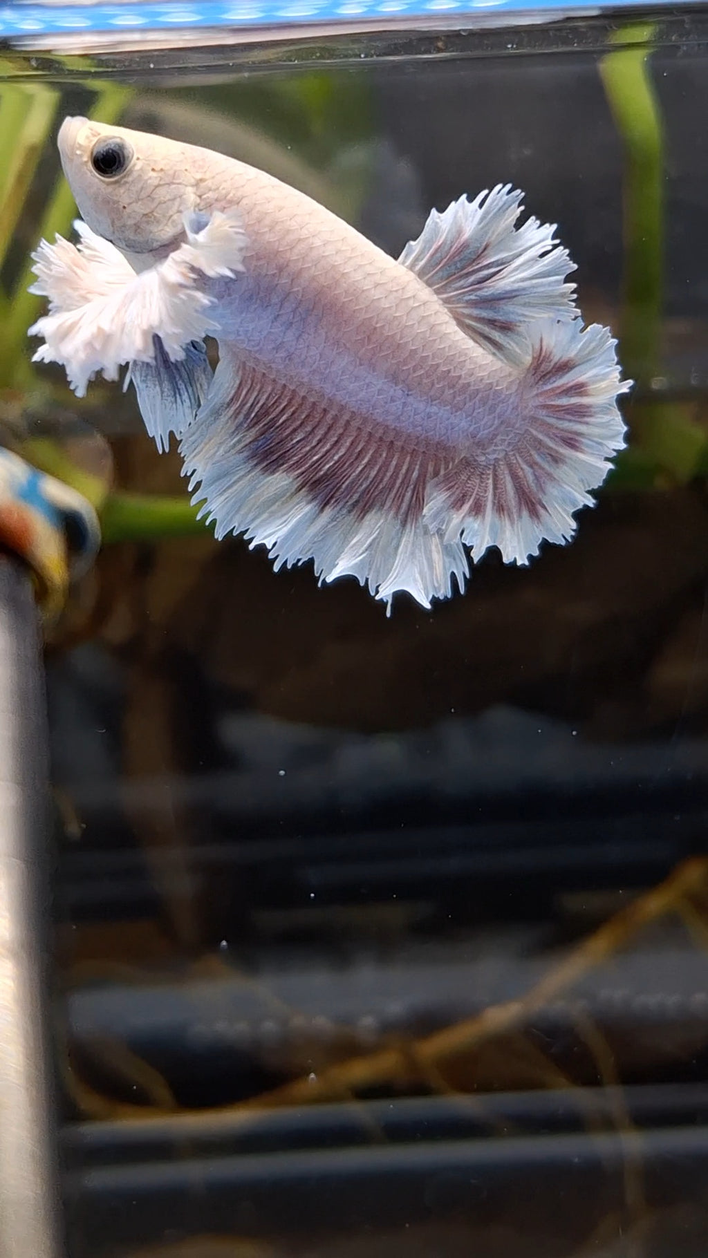 King Feathertail Rose Dumbo Ear Plakat HMPK Rare Betta Fish Male