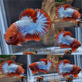Red Fancy Copper FCCP Startail Plakat HMPK Betta Fish Male