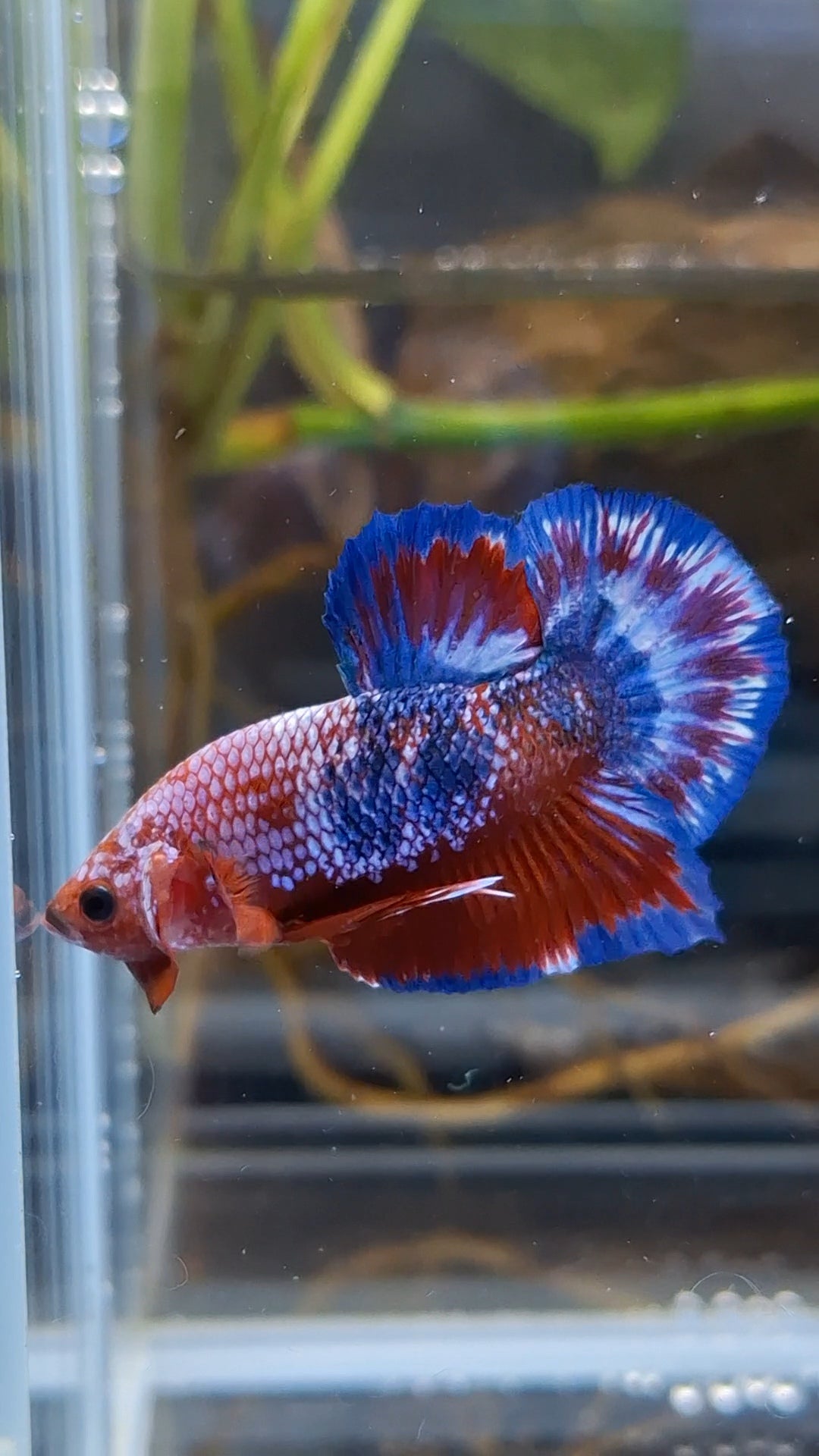White Scale Fancy Plakat HMPK Betta Fish Male