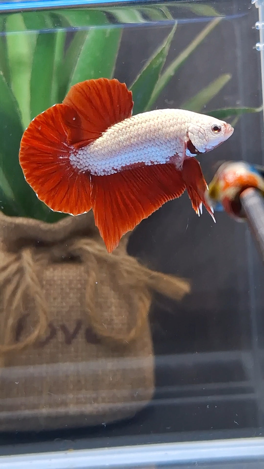 Red Dragon Plakat HMPK Betta Fish Male