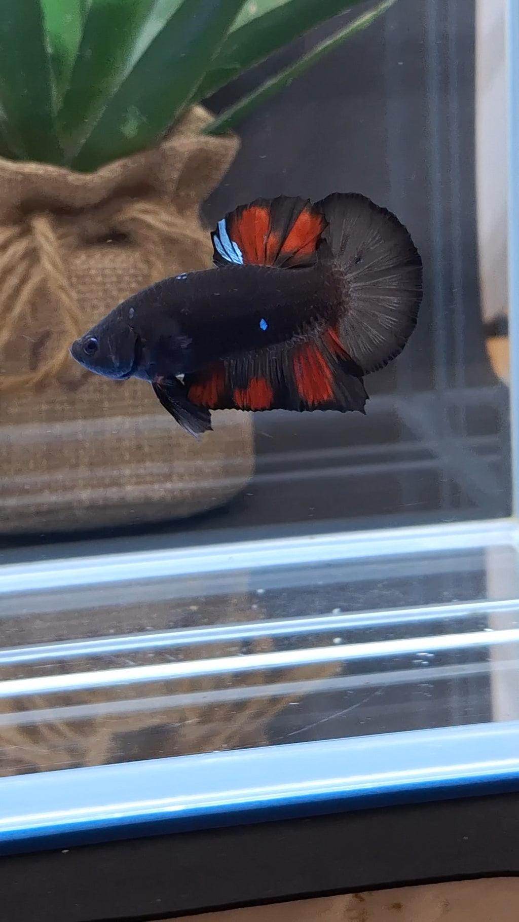 Avatar Black Red Vampire Fire Plakat HMPK Betta Fish Male