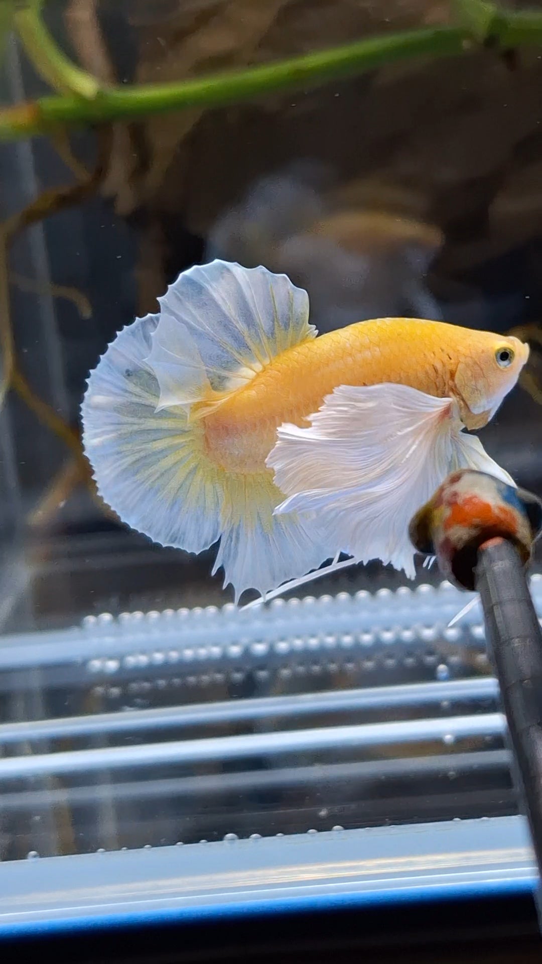 Dumbo Ear Soft Gold Plakat HMPK Betta Fish Male