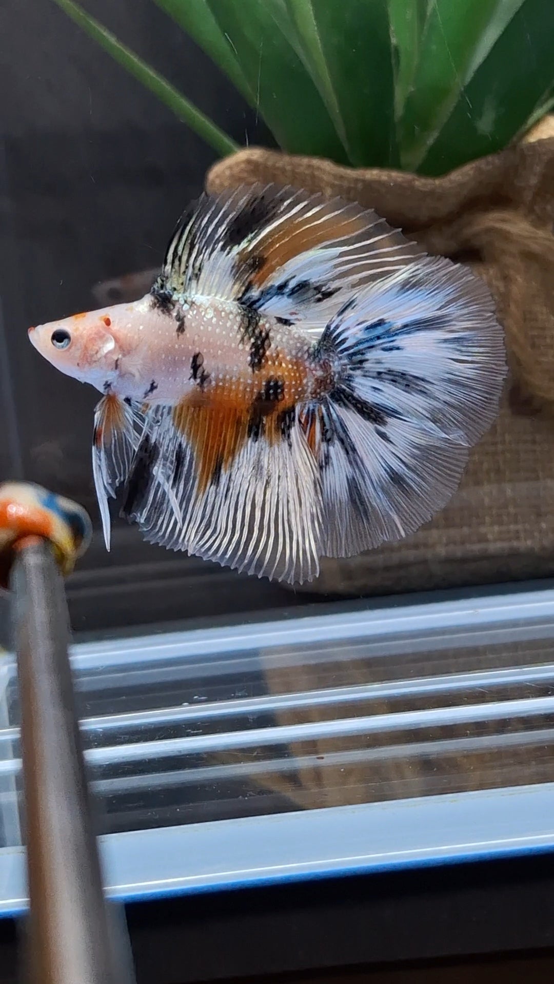 Halfmoon Double Tail Candy Copper Premium Betta Fish Male