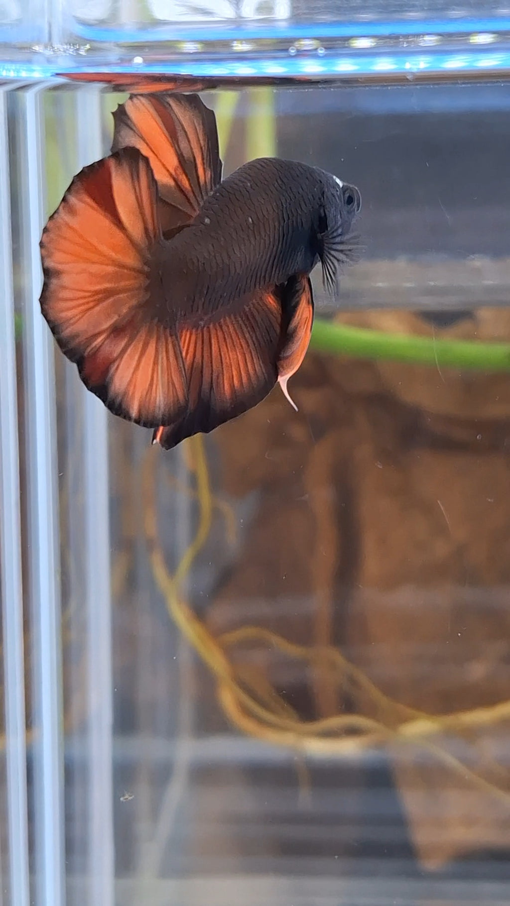 Avatar Nemo Copper Gold Black Variation Plakat HMPK Betta Fish Male