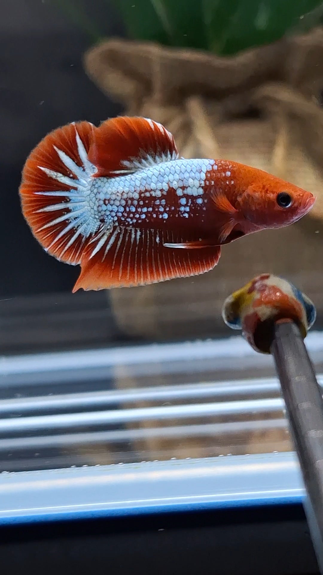 Red Fancy Copper FCCP Startail Plakat HMPK Betta Fish Male