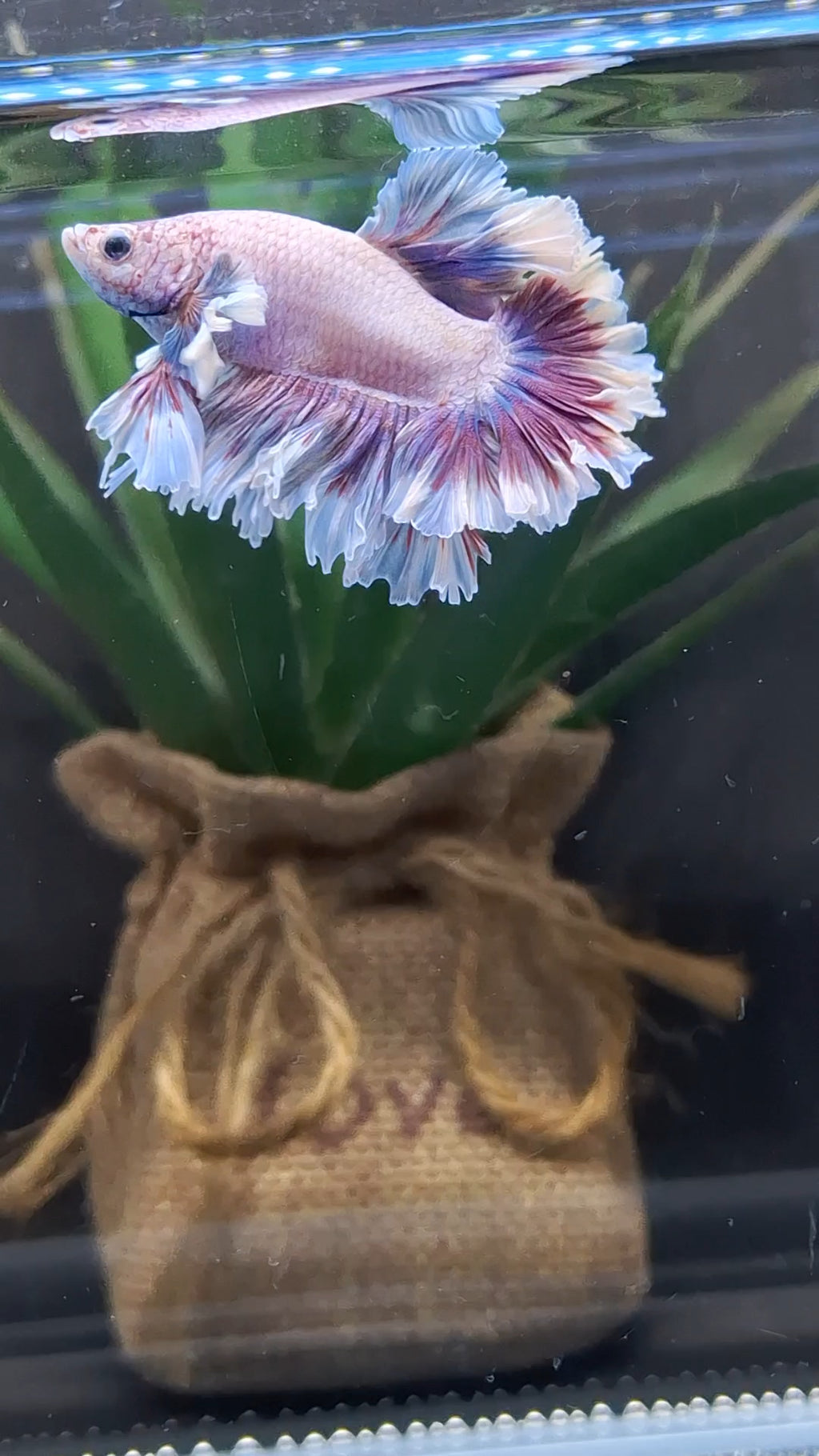 King Feathertail Dumbo Pink Purple Betta Fish Male