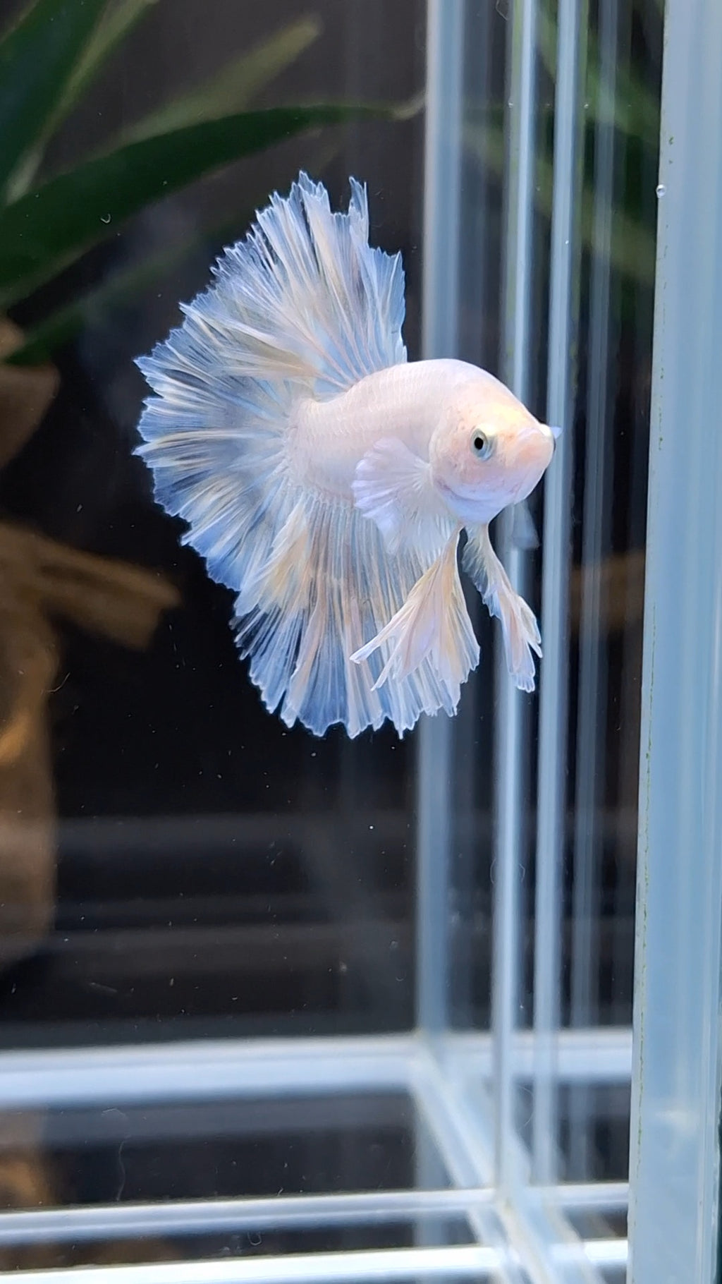 King Feathertail White Unicorn Soft Yellow Wash Betta Fish Male