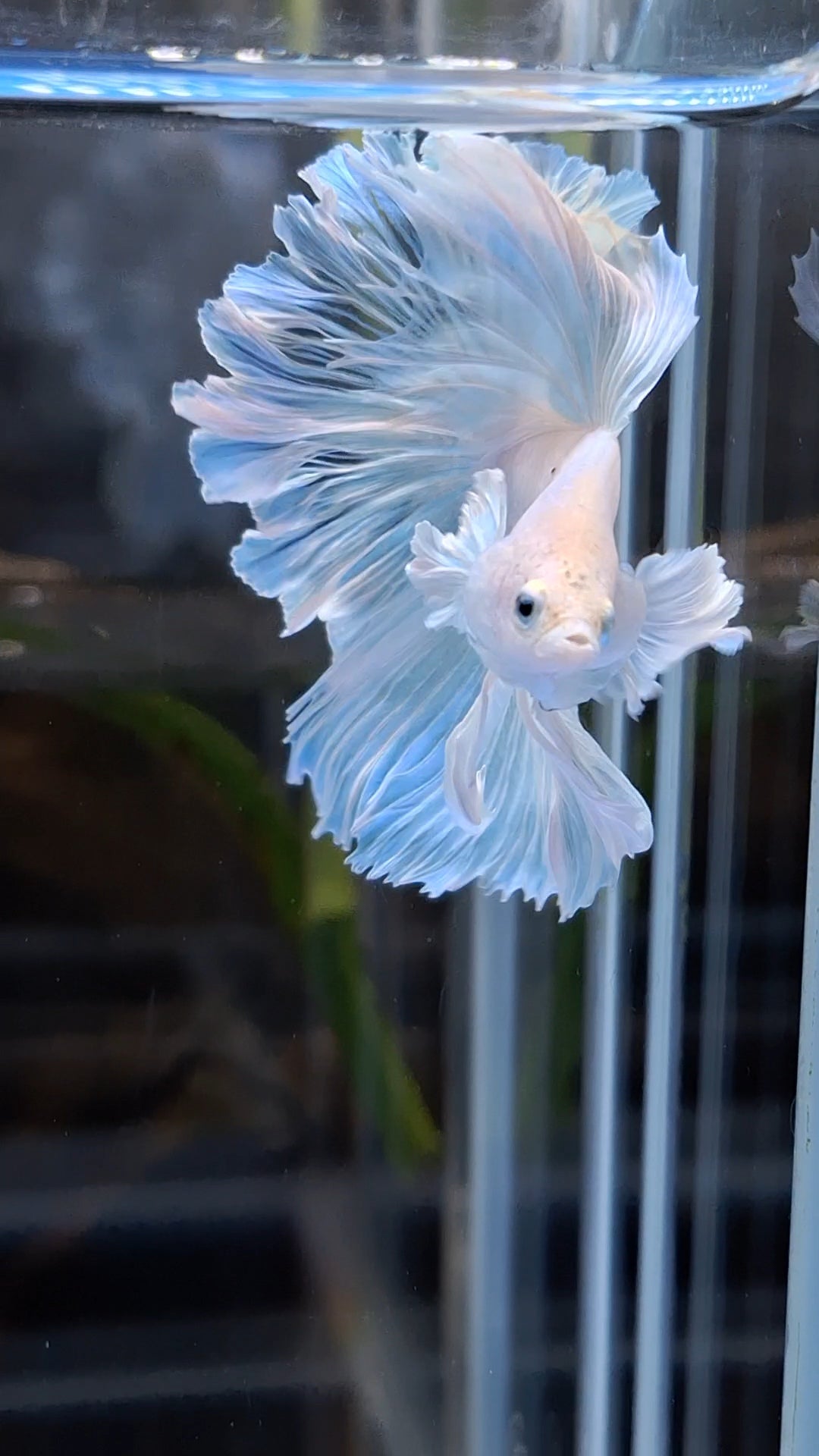 Halfmoon Feathertail Dumbo Ear White Unicorn Betta Fish Male
