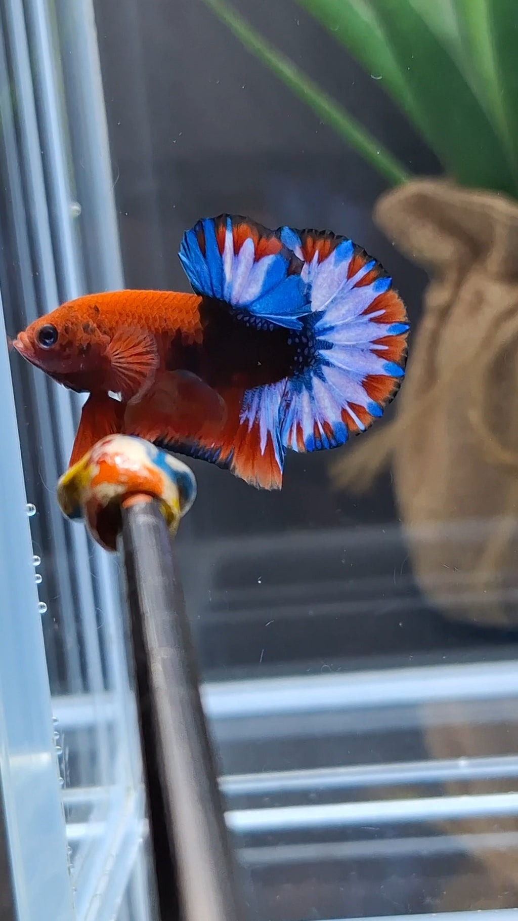 Fancy Hellboy Plakat HMPK Betta Fish Male