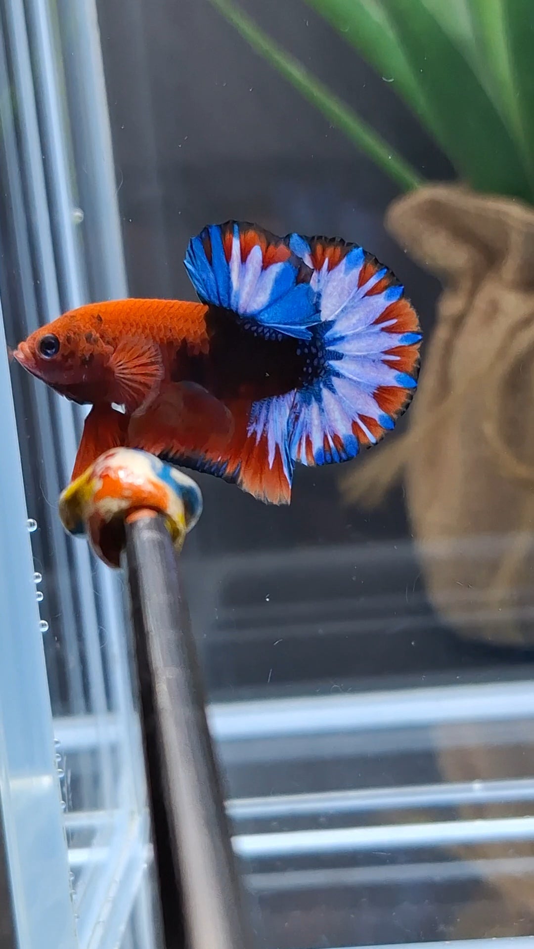Fancy Hellboy Plakat HMPK Betta Fish Male
