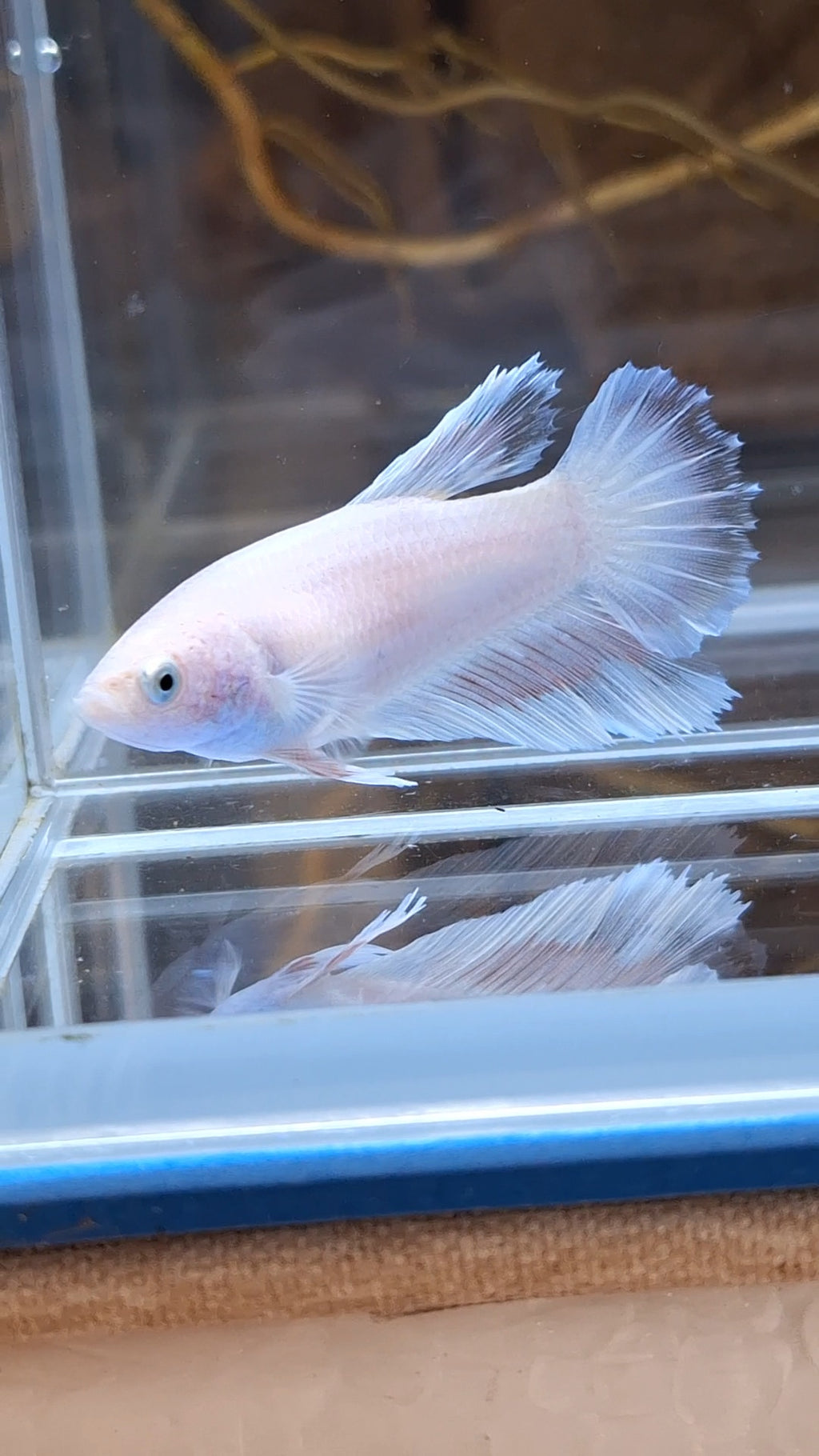 Halfmoon Feathertail Pink Female Betta Fish For Sorority / Breed
