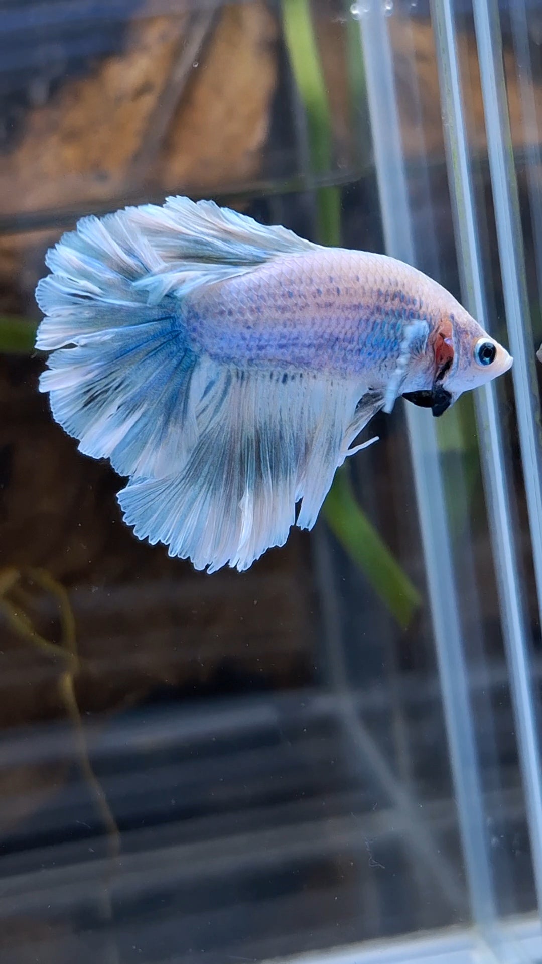Halfmoon Feathertail Betta Fish Male