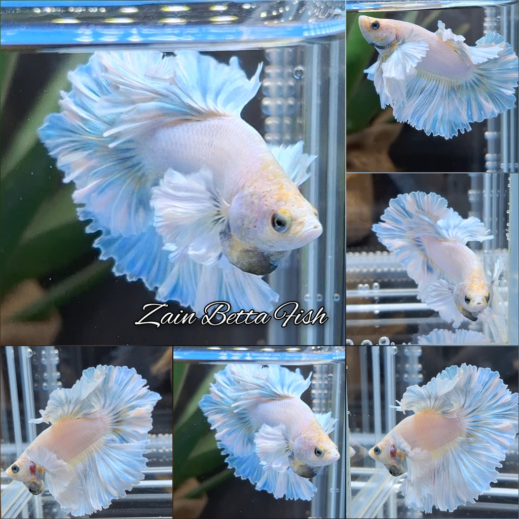 Junior King Feathertail Dumbo Ear Blue Sky Betta Fish Male