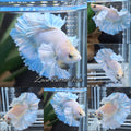 Junior King Feathertail Dumbo Ear Blue Sky Betta Fish Male
