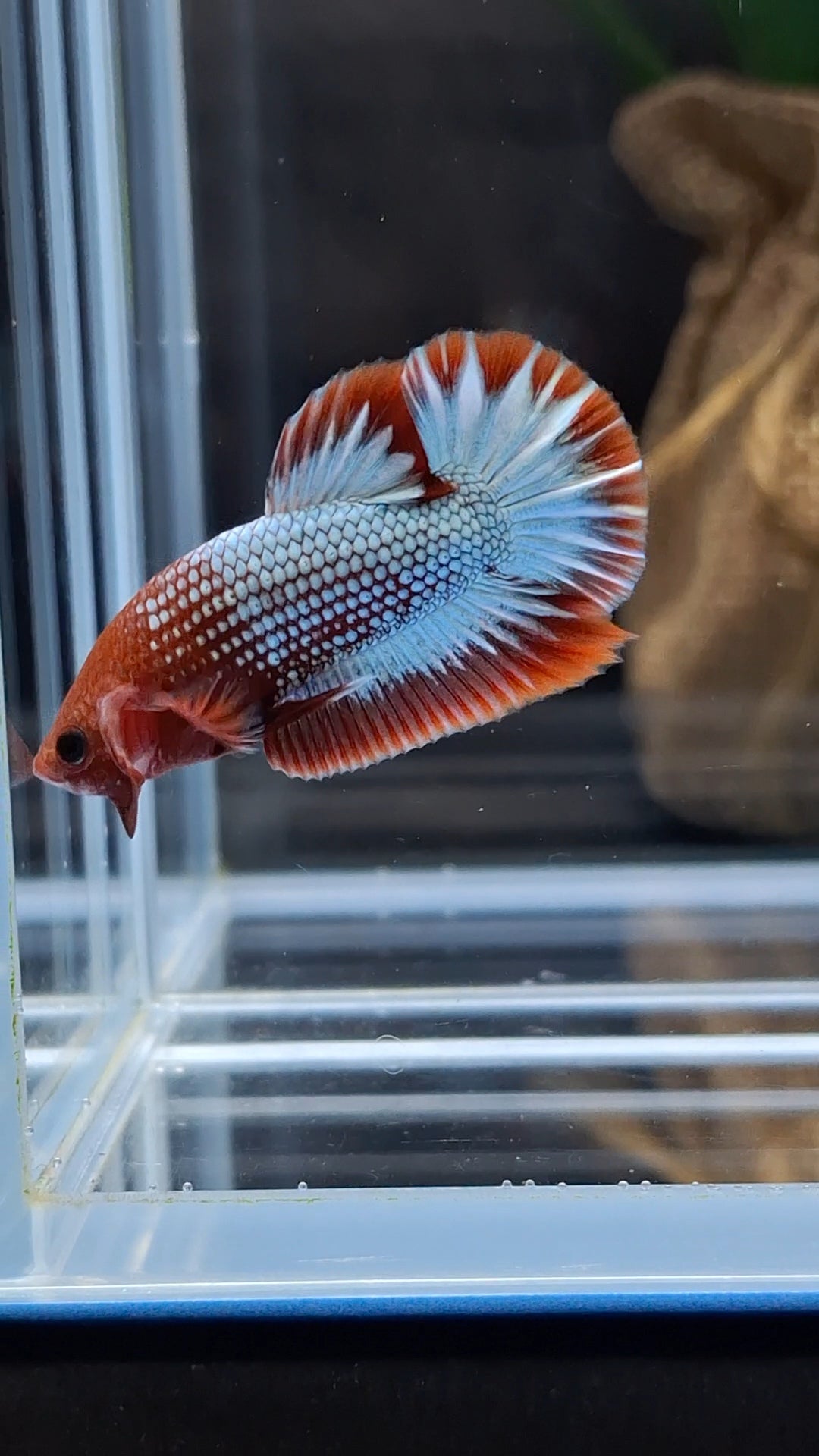 Red Fancy Copper FCCP Startail Plakat HMPK Betta Fish Male