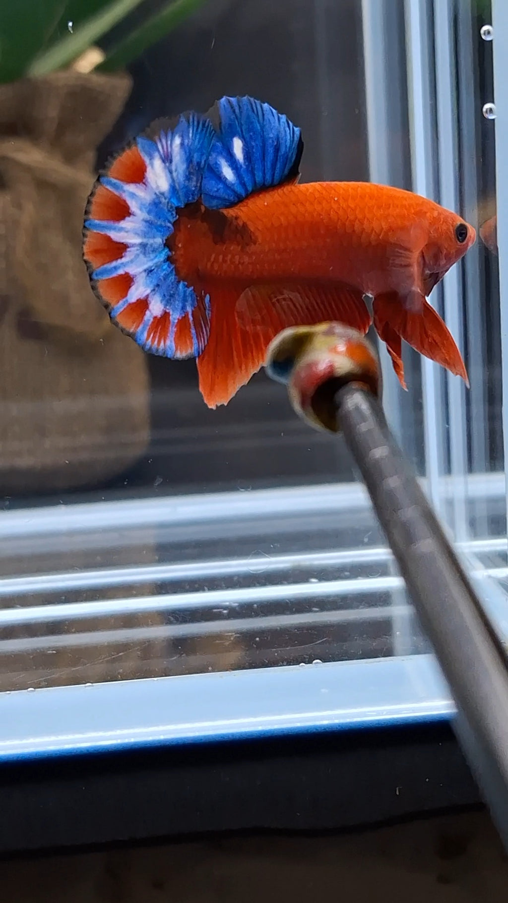 Hellboy Plakat HMPK Betta Fish Male