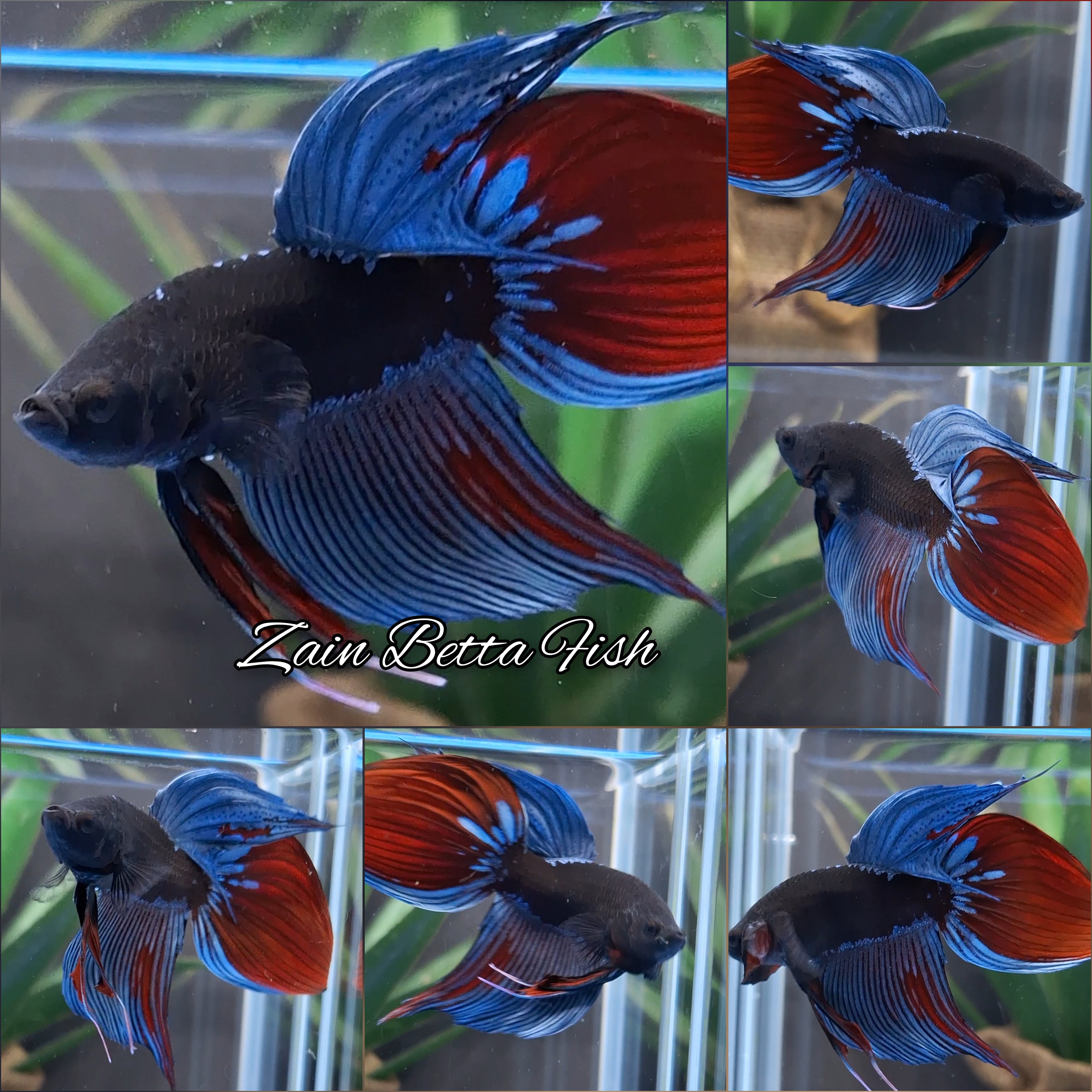 Veiltail Black Series Avatar Tricolor Rare Betta Fish Male