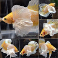Dumbo Ear Gold HMPK Betta Fish Male