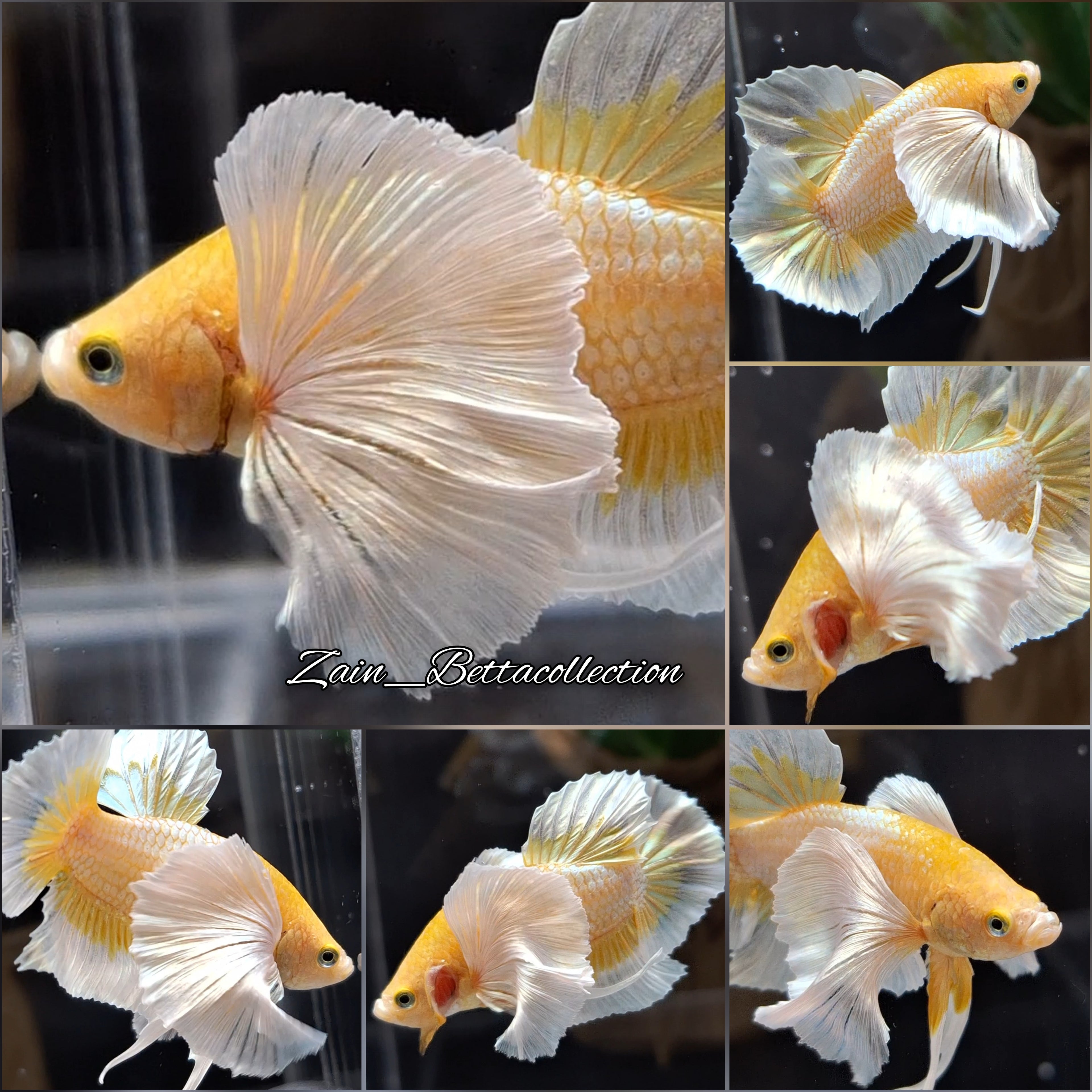 Dumbo Ear Gold HMPK Betta Fish Male