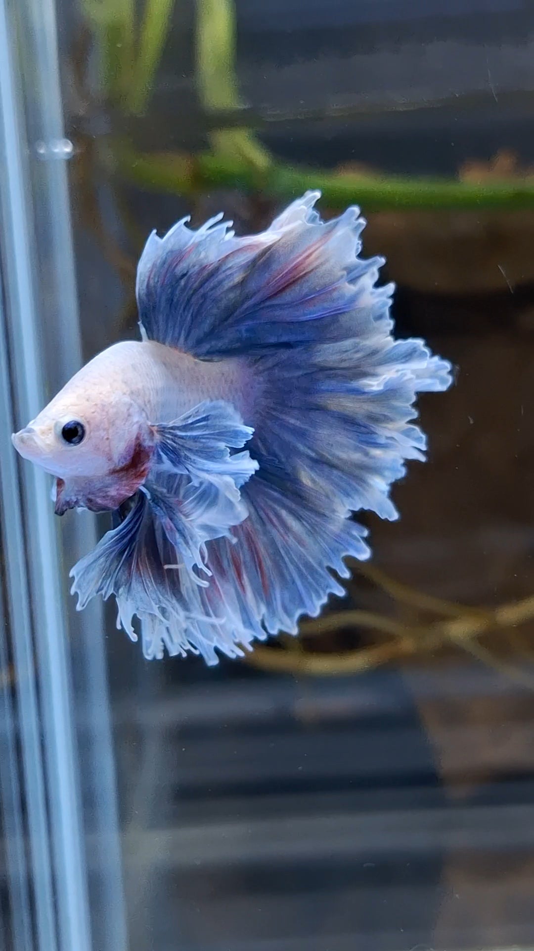 Halfmoon King Feathertail Dumbo Ear Rose Grizzle Purple Wash Betta Fish Male