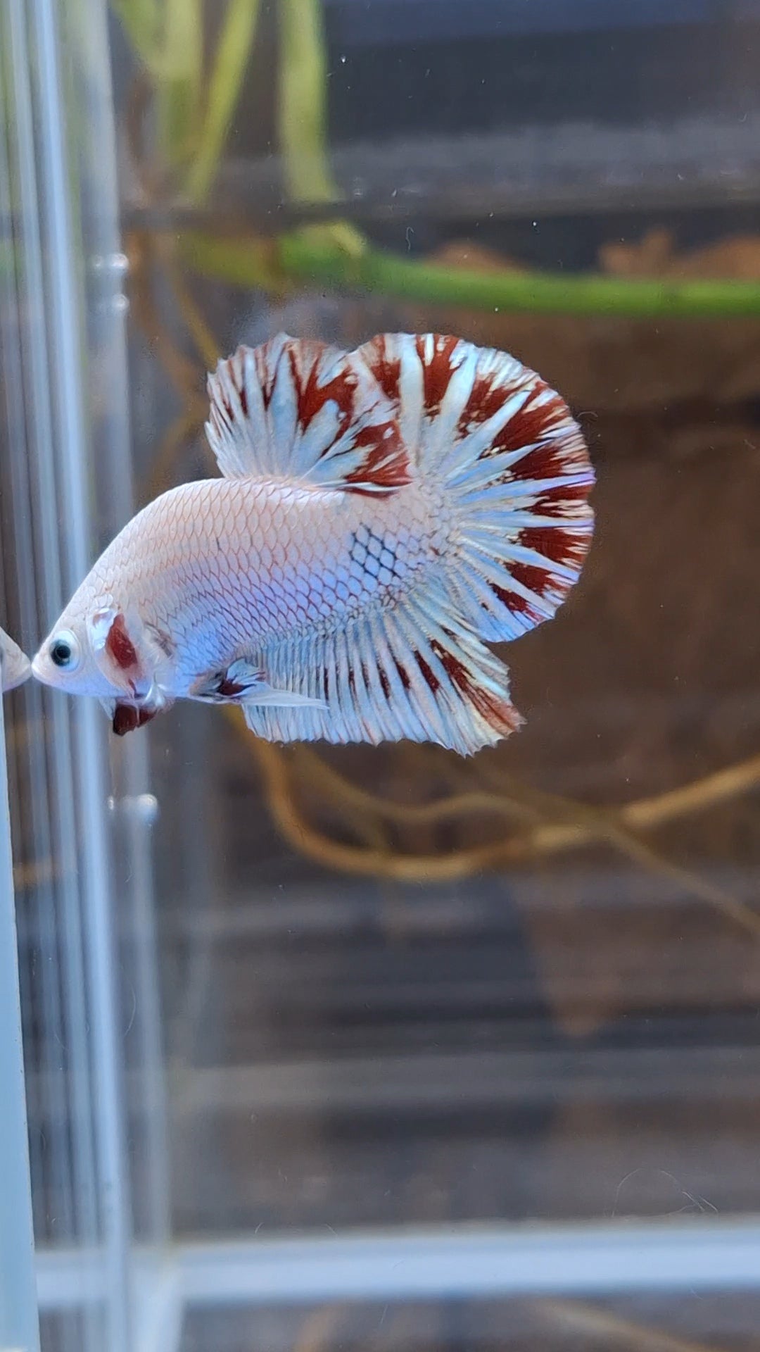 Red Dragon Snow Plakat HMPK Betta Fish Male