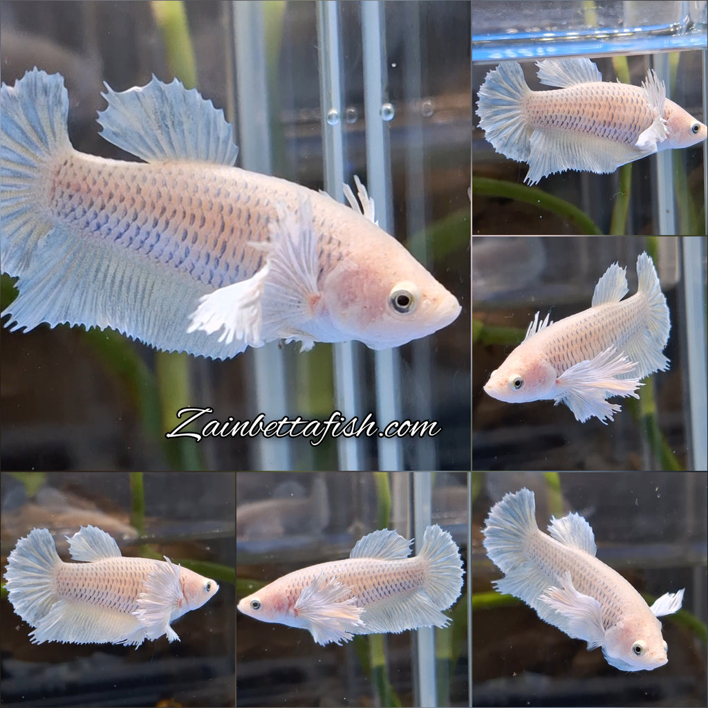Dumbo Ear Halfmoon Pineapple Soft Yellow Female Betta Fish For Sorority / Breed