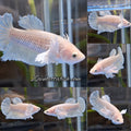 Dumbo Ear Halfmoon Pineapple Soft Yellow Female Betta Fish For Sorority / Breed