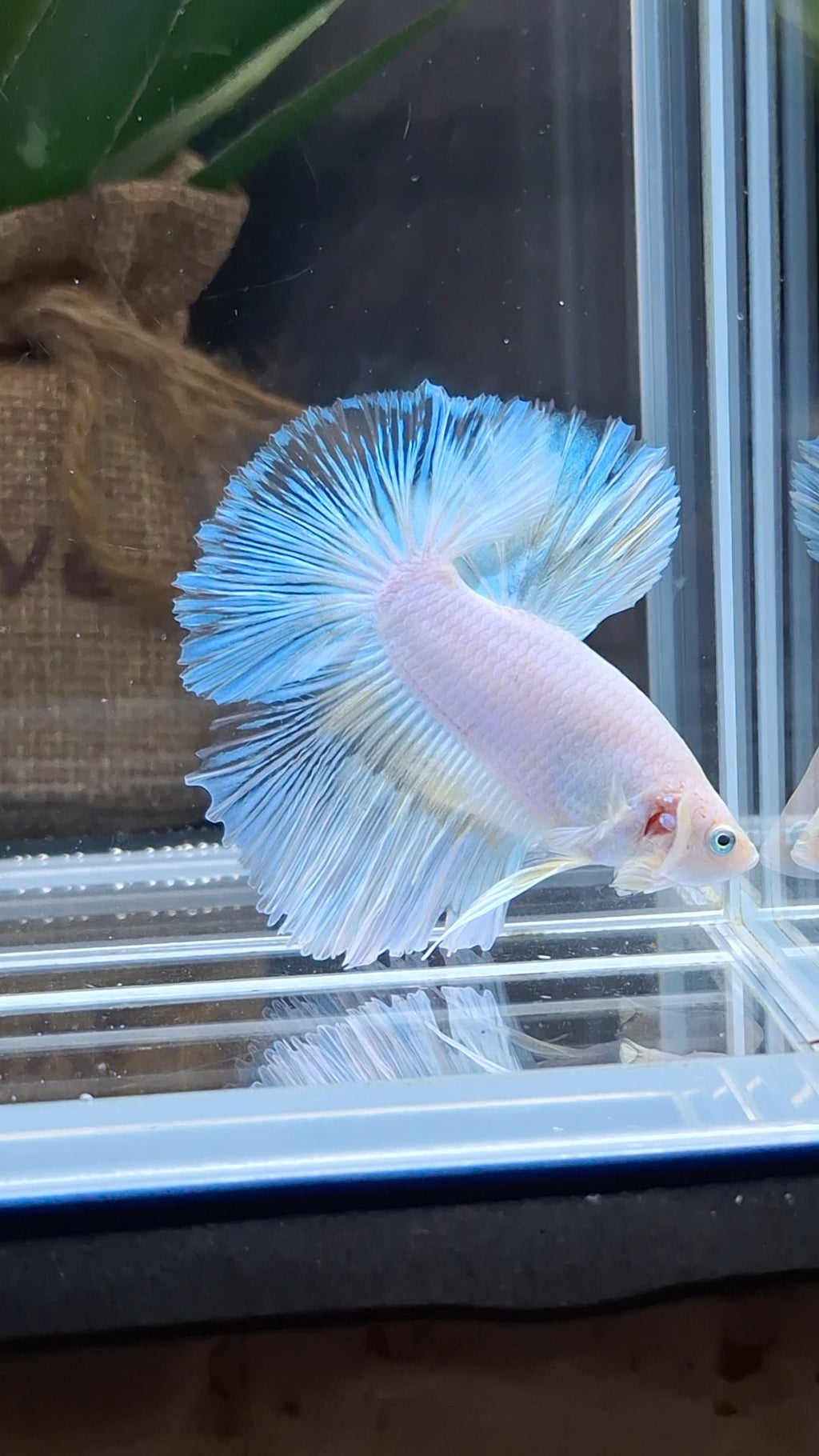 Halfmoon White Unicorn Betta Fish Male
