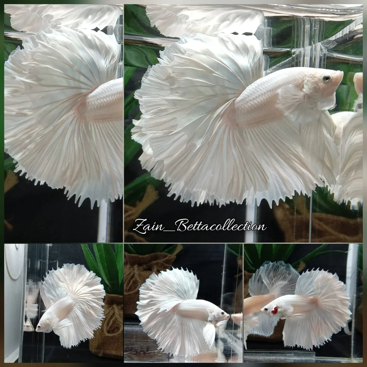 OHM Halfmoon White Platinum Betta Fish Male