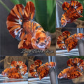 Leopard Nemo Fire Copper Variant HMPK Betta Fish Male