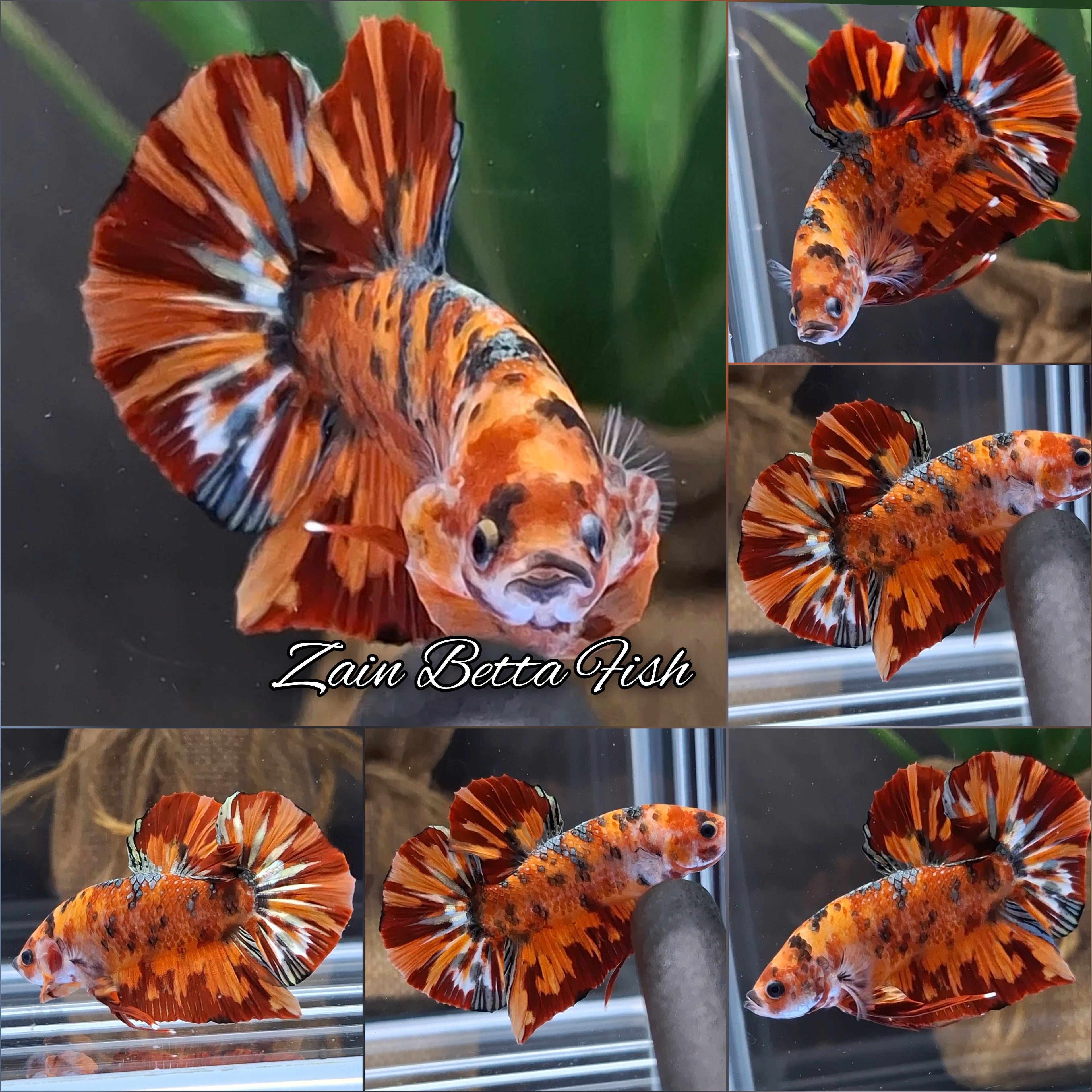 Leopard Nemo Fire Copper Variant HMPK Betta Fish Male