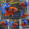 Red Hellboy Bold Fancy Blue Tail Plakat HMPK Betta Fish Male
